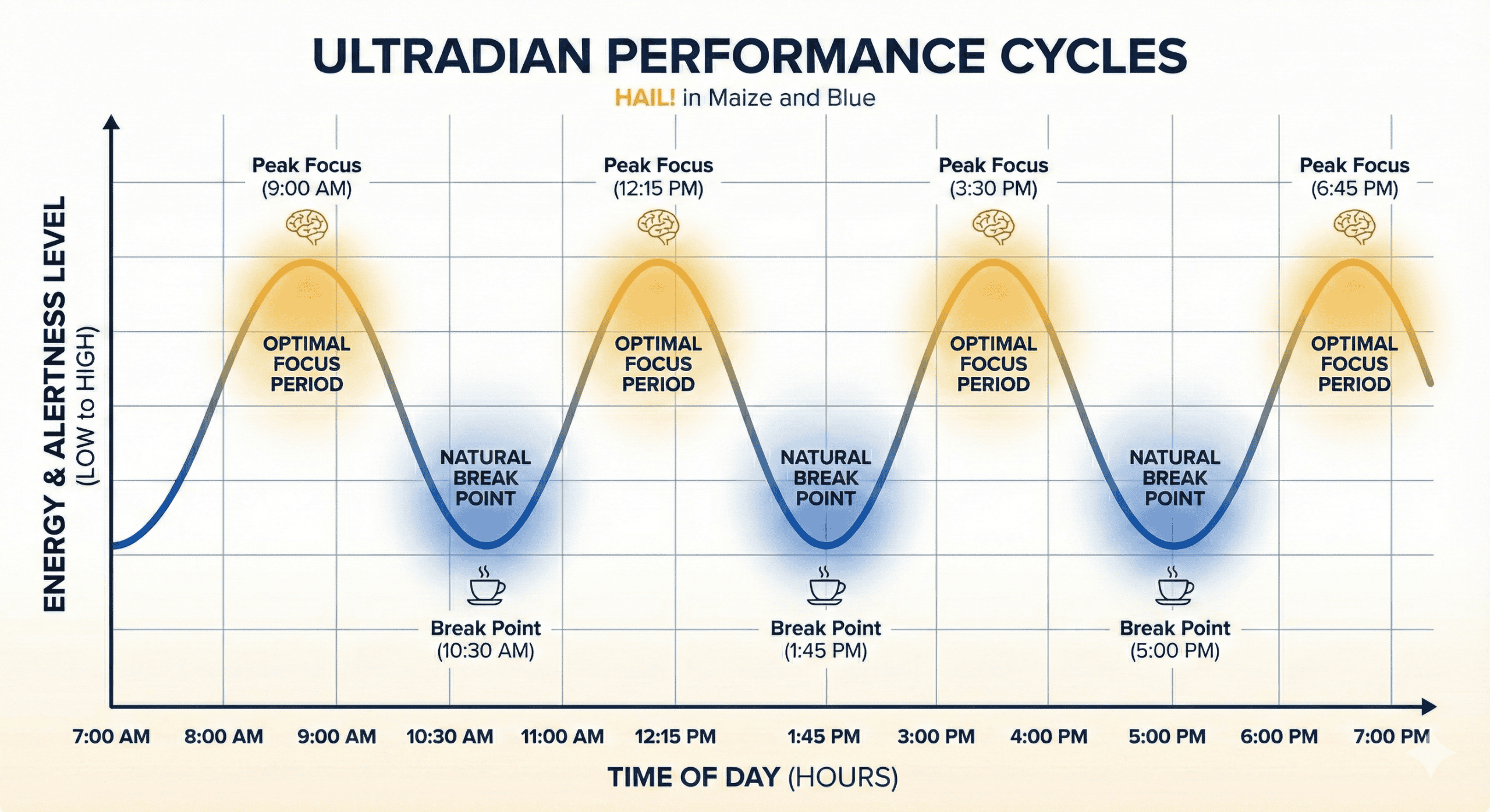 Graph showing 90-120 minute energy cycles throughout the day