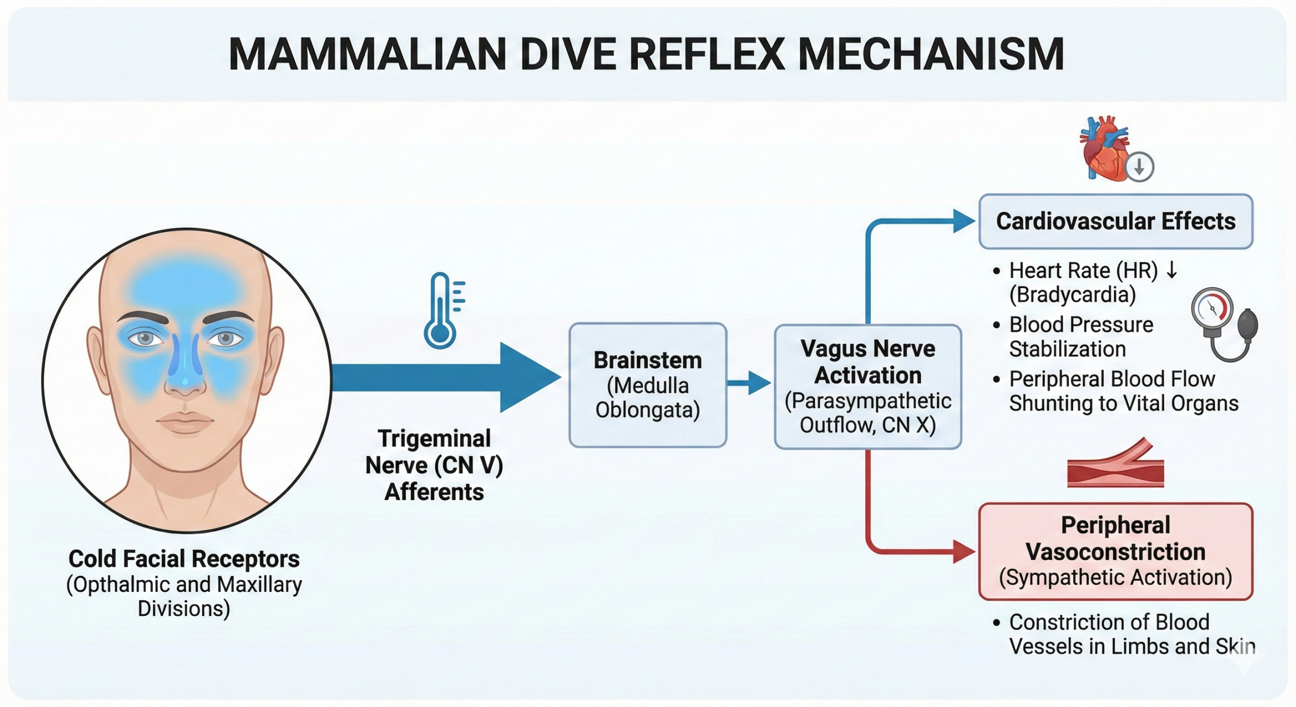 Mammalian Dive Reflex Mechanism