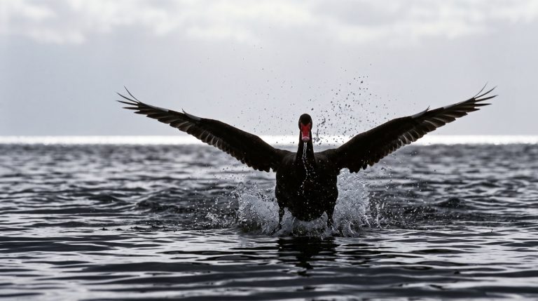 Black Swan